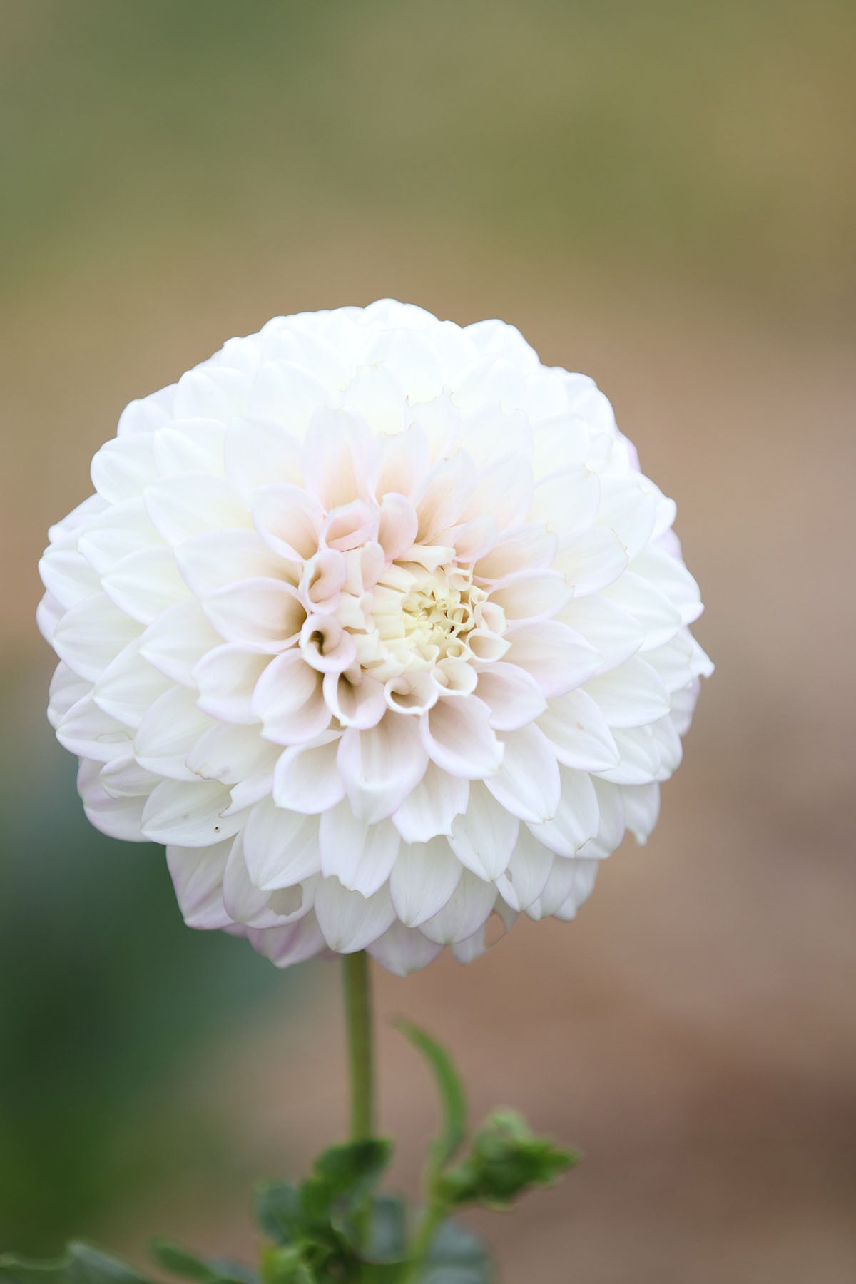 Dahlia 'Devon Seattle' Tuber