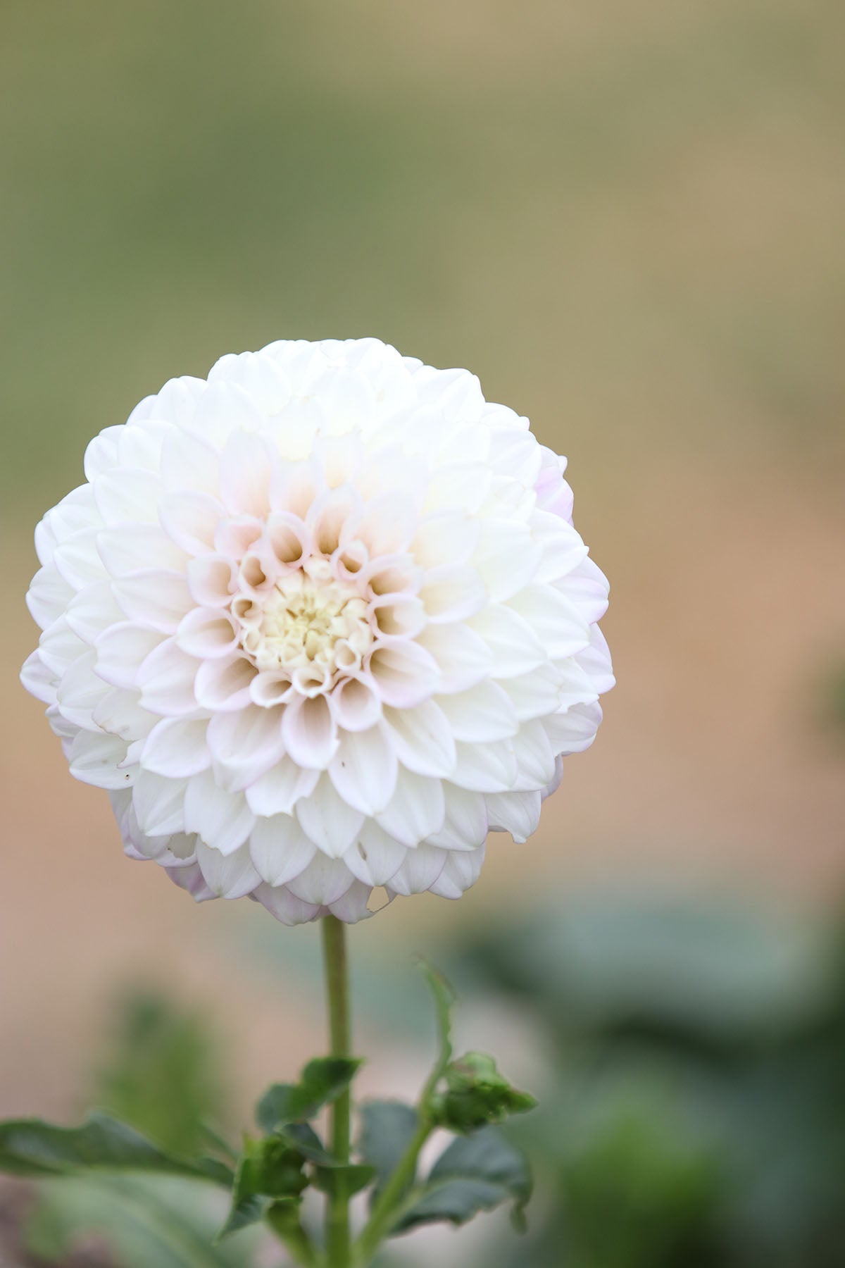 Dahlia 'Devon Seattle' Tuber