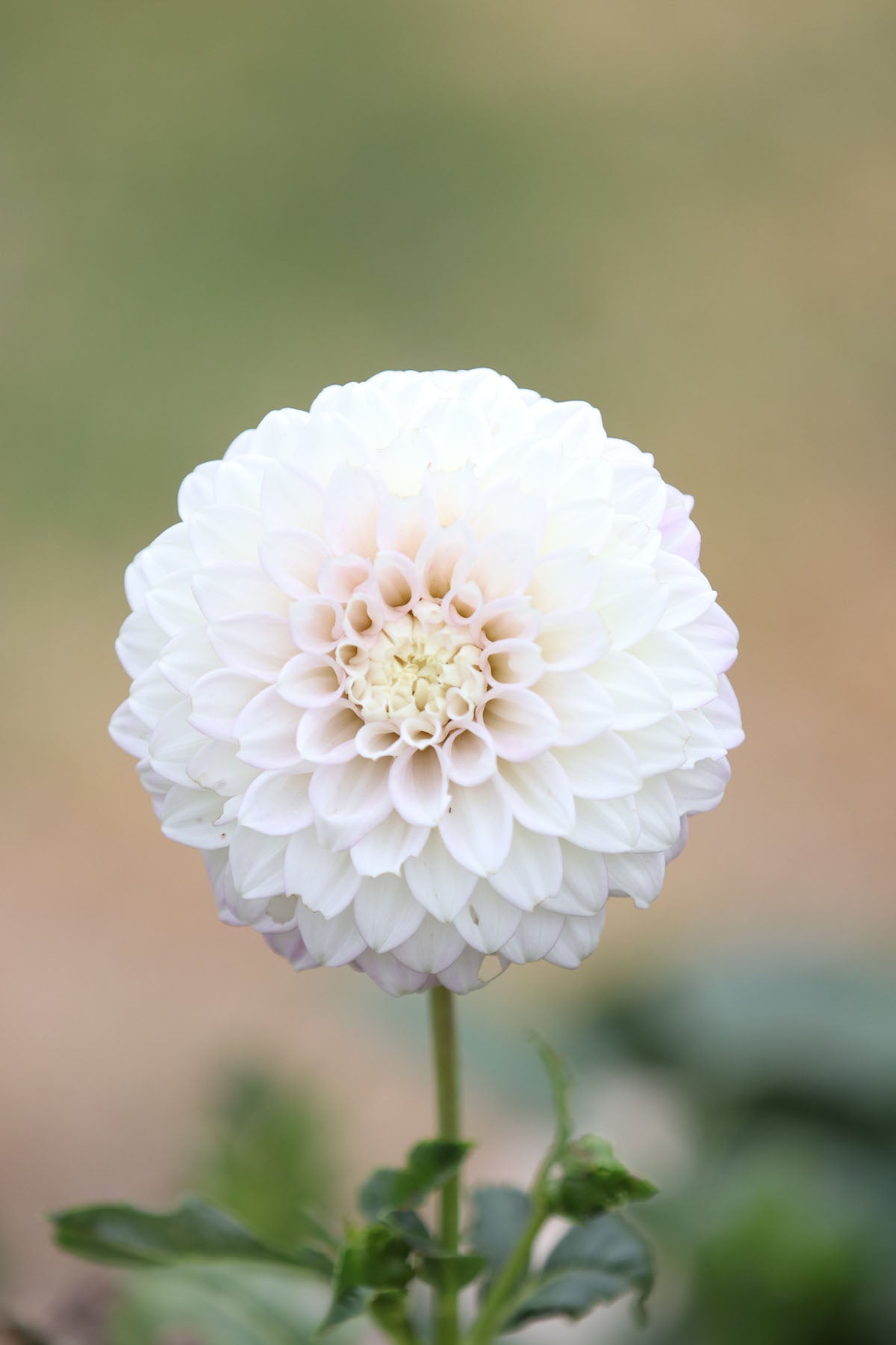 Dahlia 'Devon Seattle' Tuber