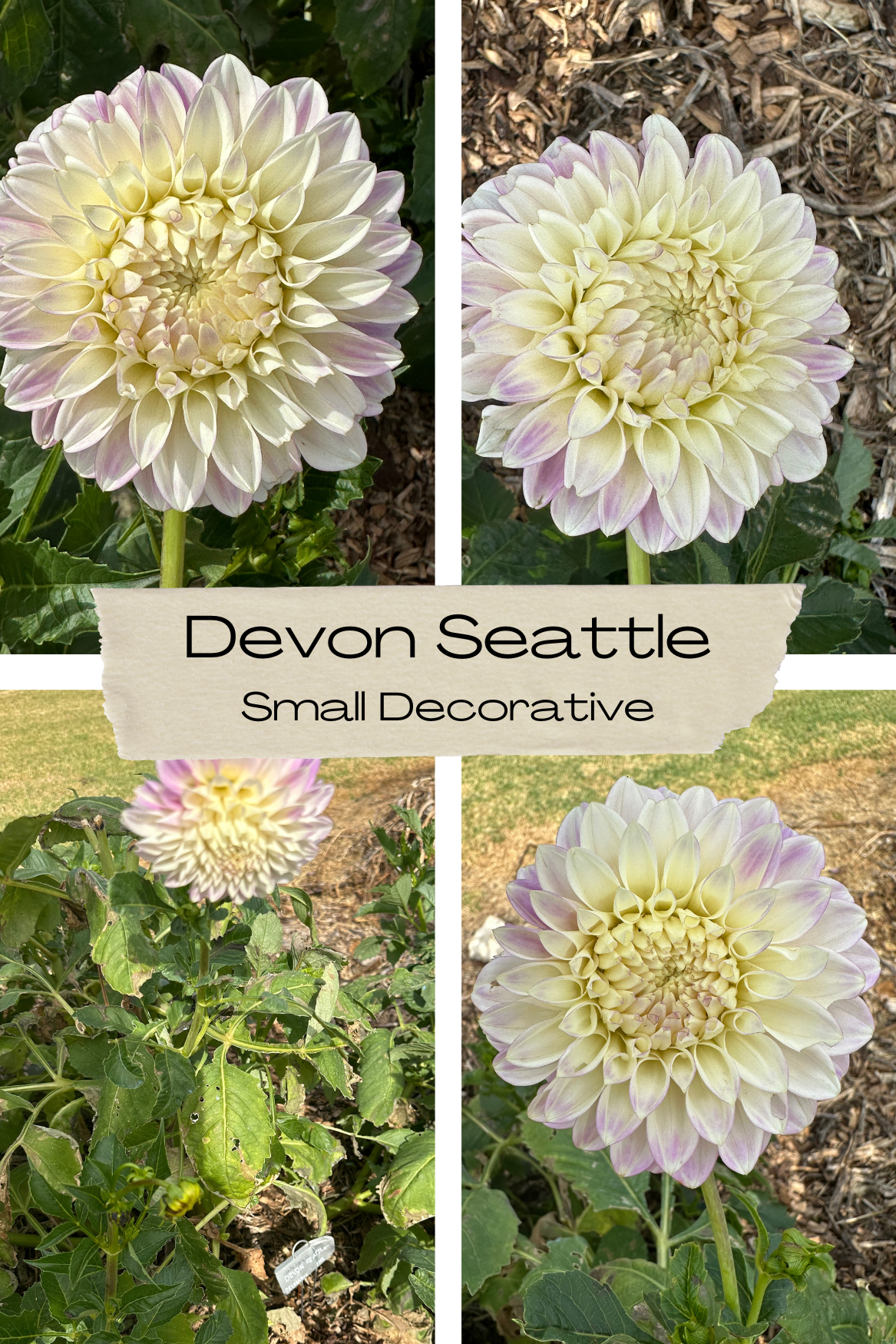 Dahlia 'Devon Seattle' Tuber