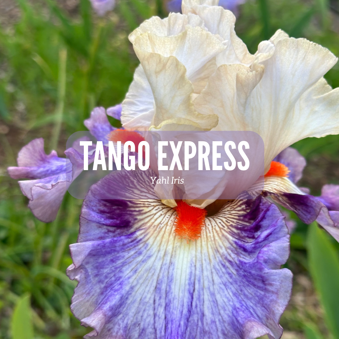 Tango Express - Tall Bearded Iris