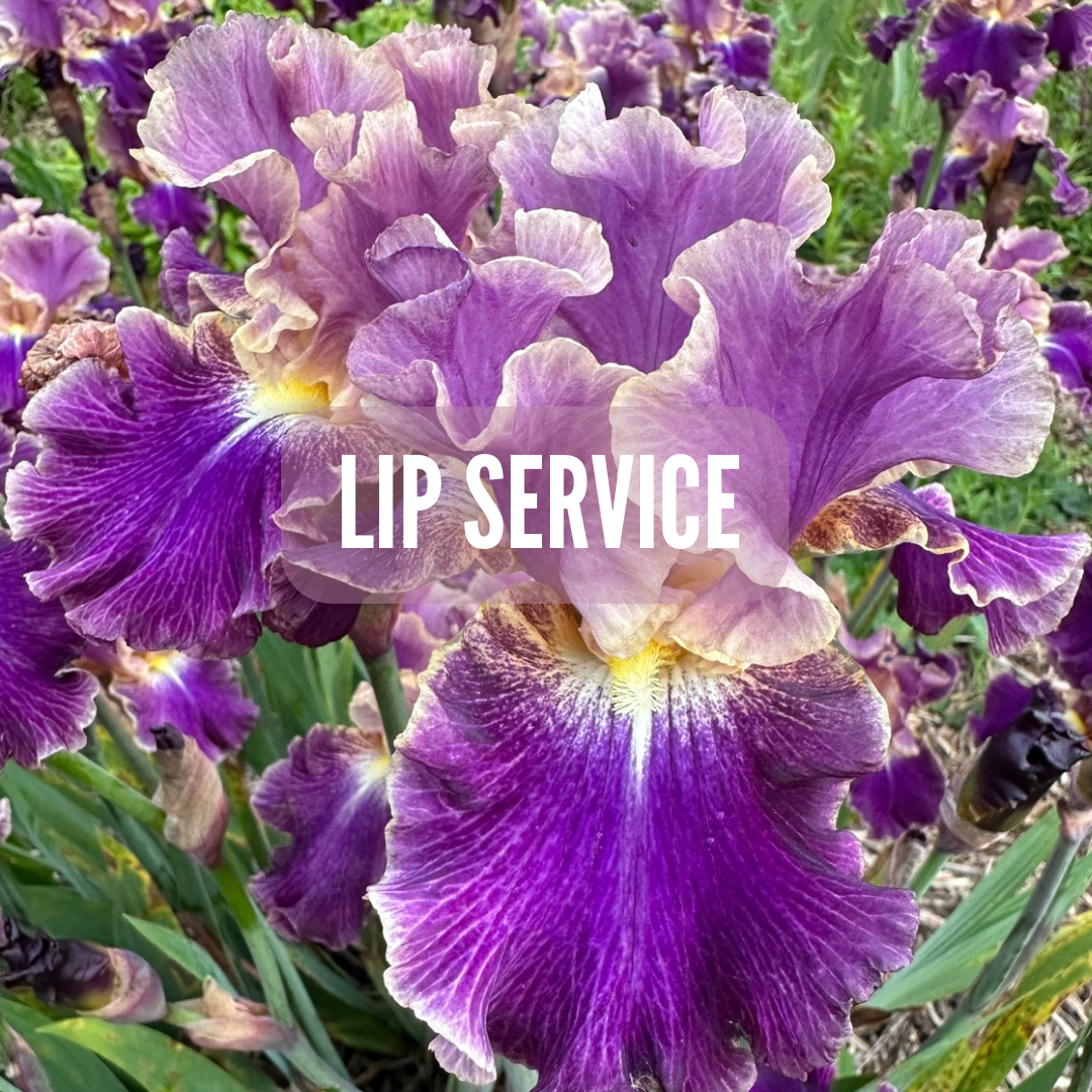 Lip Service - Tall bearded iris