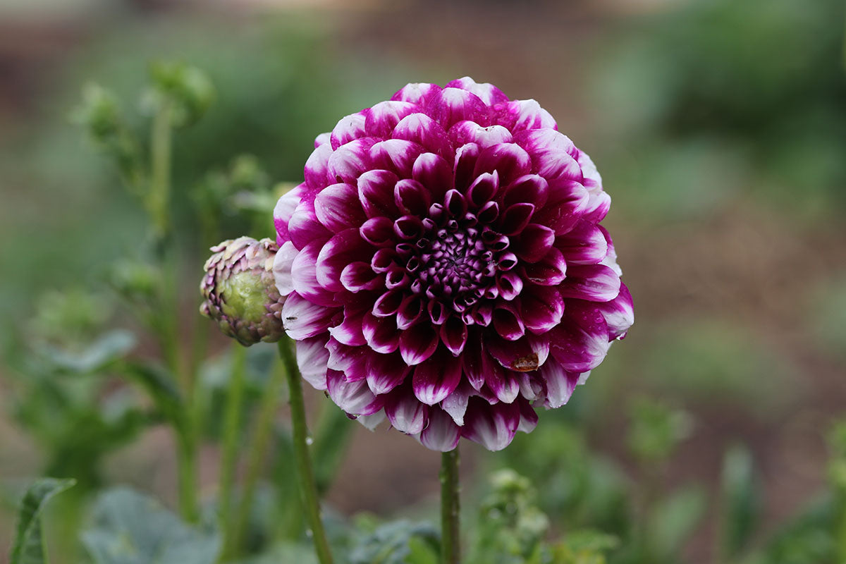 Dahlia 'Edinburgh' Tuber