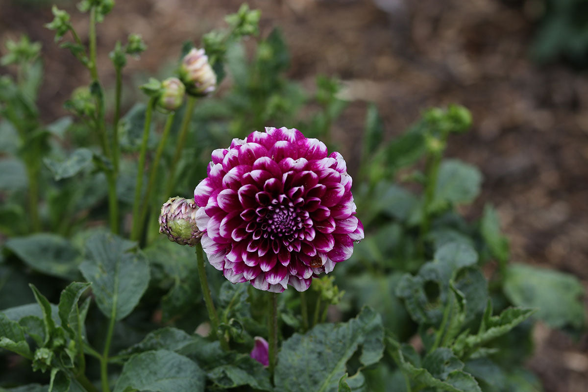 Dahlia 'Edinburgh' Tuber