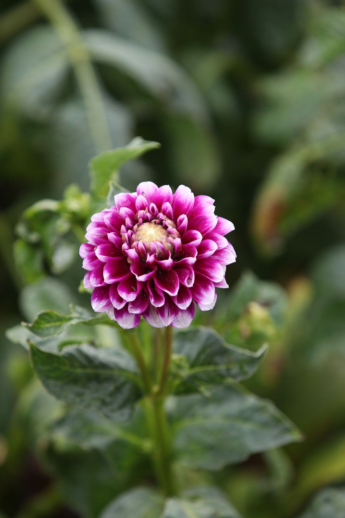 Dahlia 'Edinburgh' Tuber