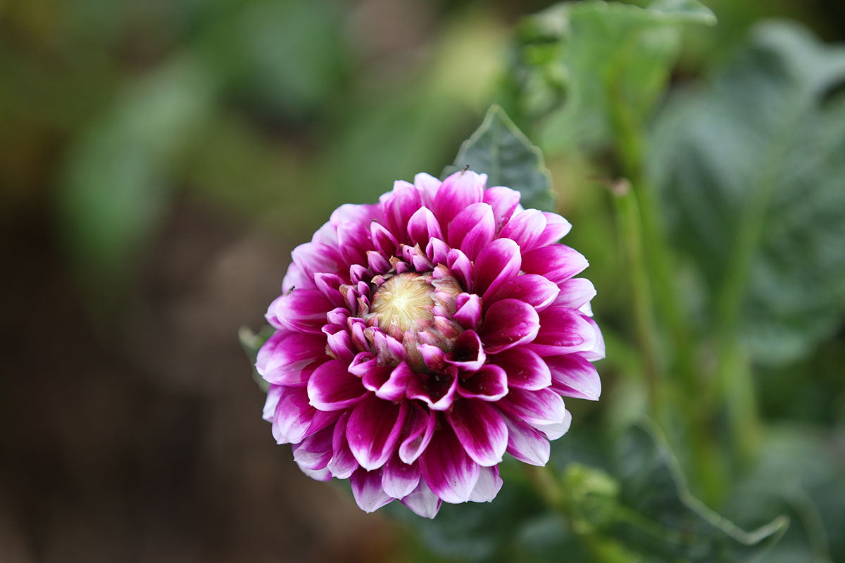 Dahlia 'Edinburgh' Tuber