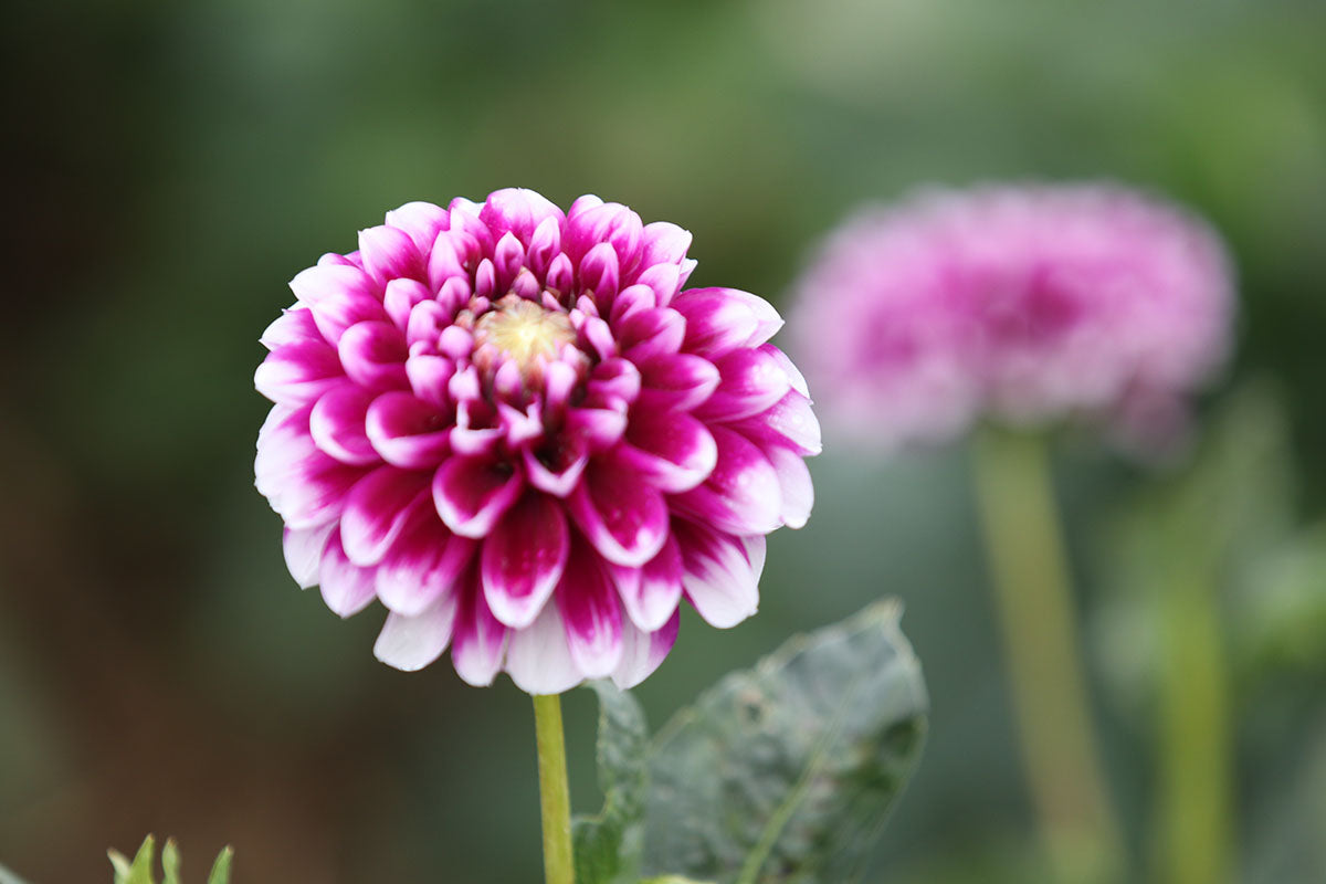 Dahlia 'Edinburgh' Tuber