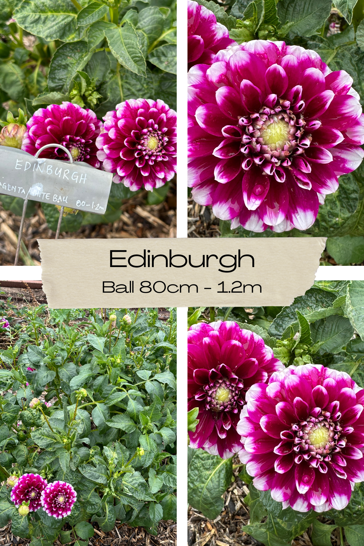 Dahlia 'Edinburgh' Tuber