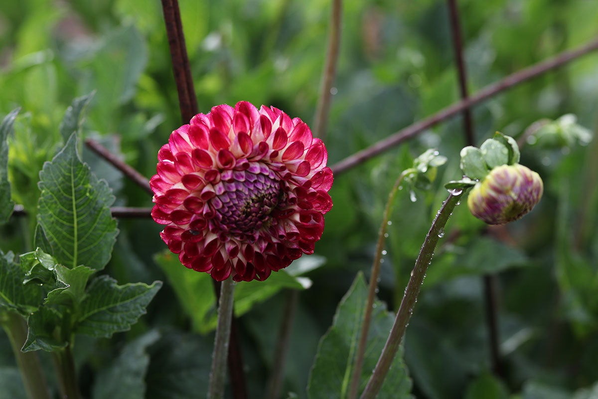 Dahlia 'Eureka' Tuber - perfect prolific cut flower