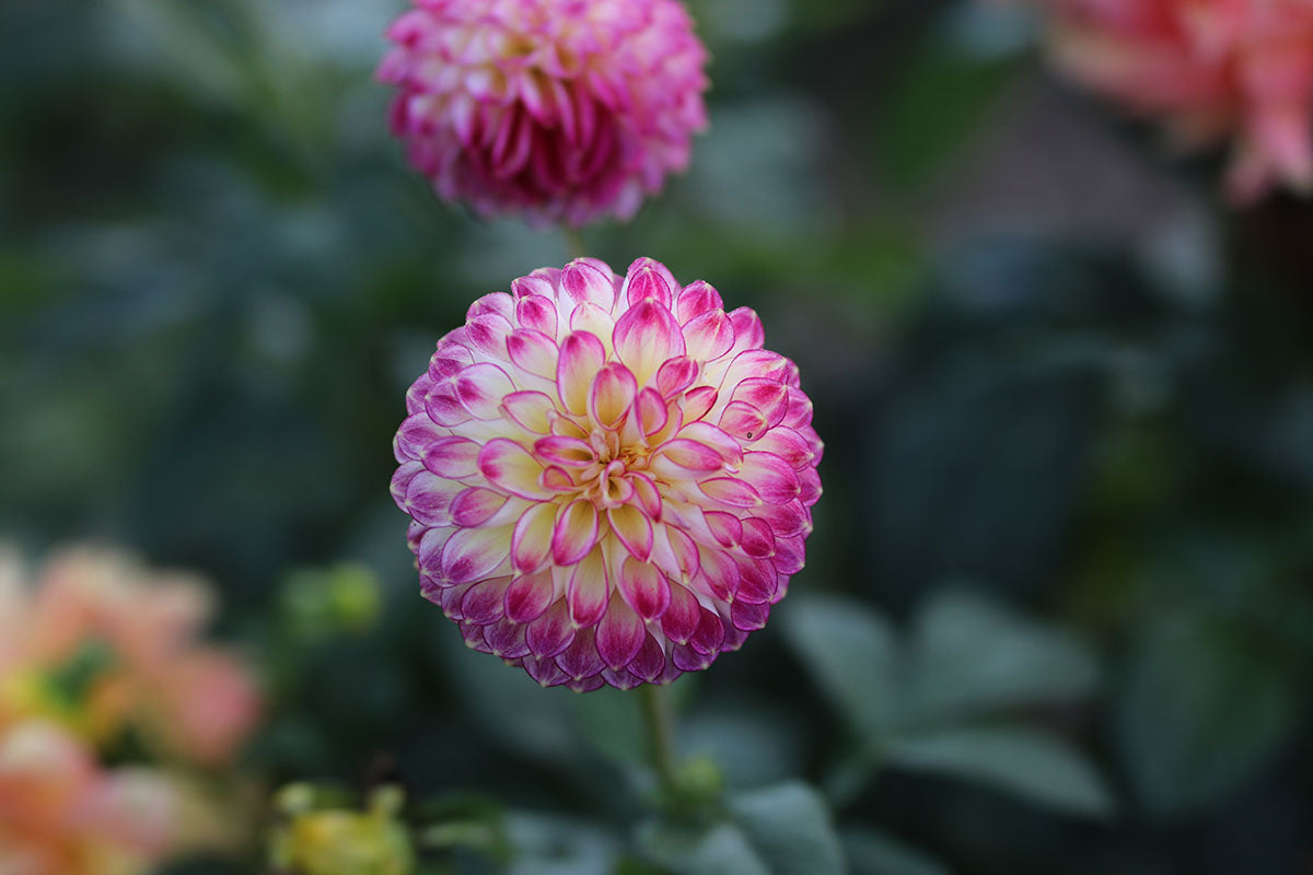 Dahlia 'Eureka' Tuber - perfect prolific cut flower