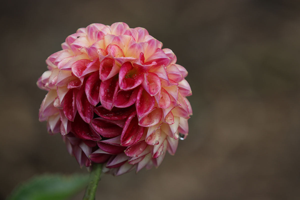 Dahlia 'Eureka' Tuber - perfect prolific cut flower