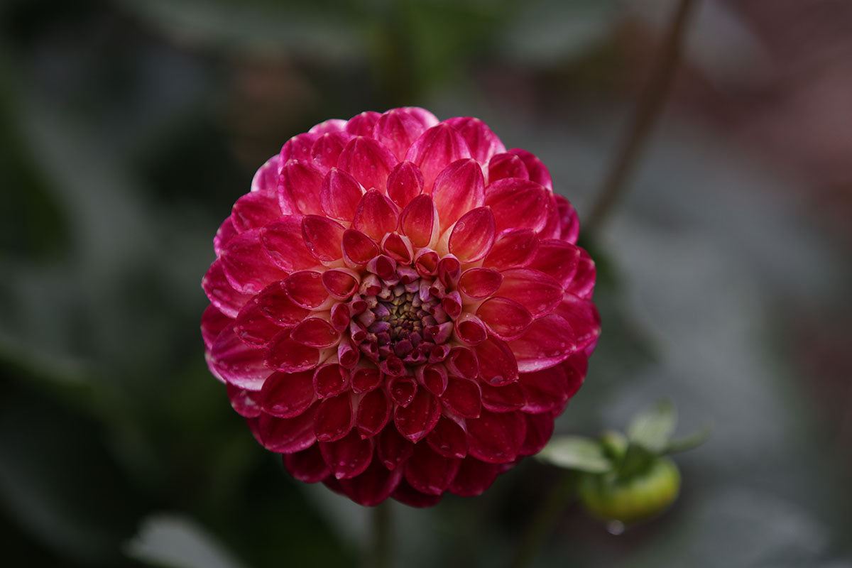 Dahlia 'Eureka' Tuber - perfect prolific cut flower