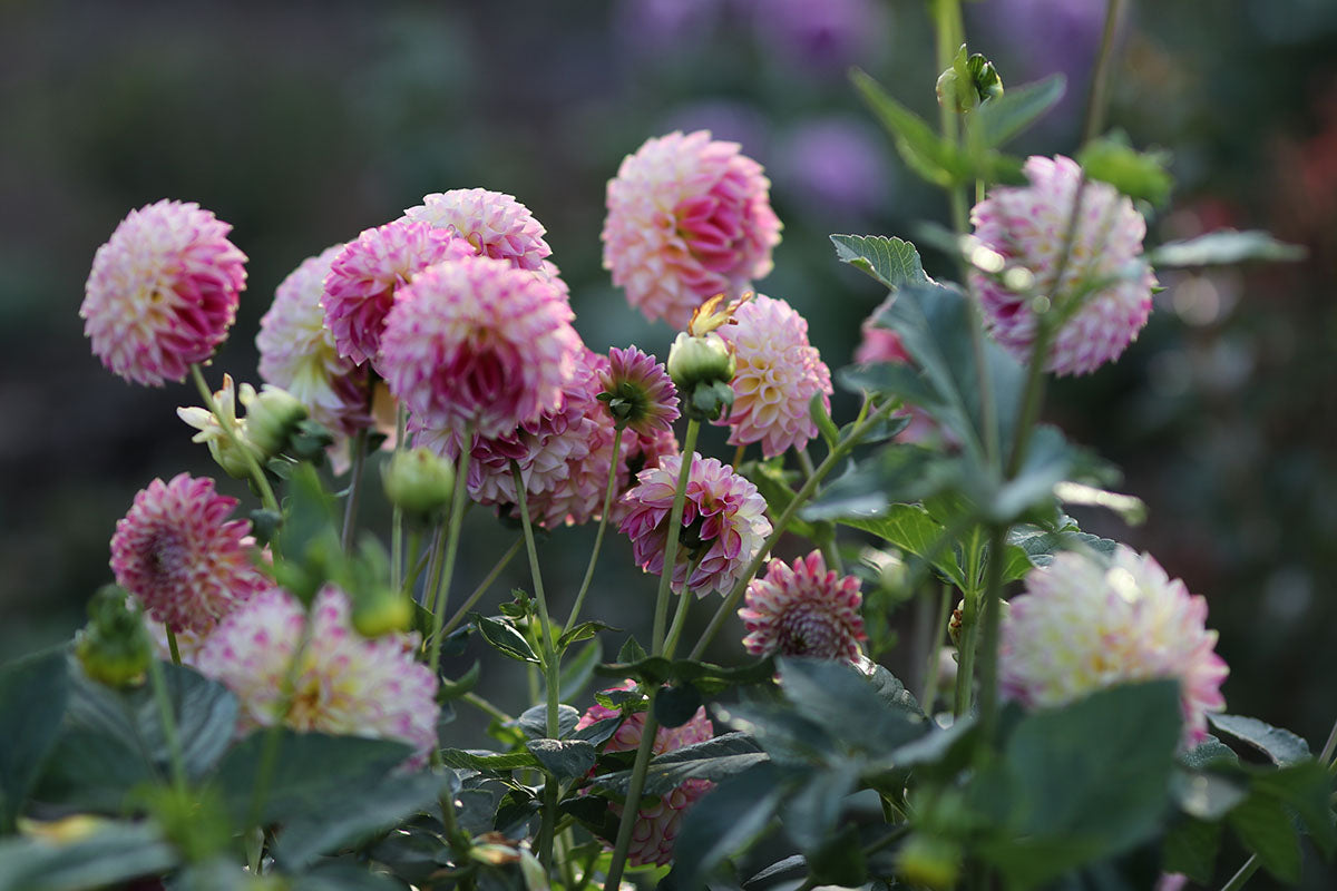 Dahlia 'Eureka' Tuber - perfect prolific cut flower