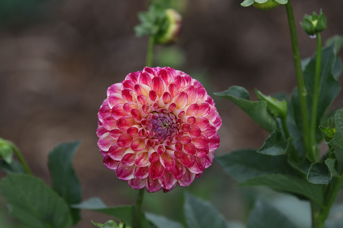 Dahlia 'Eureka' Tuber - perfect prolific cut flower