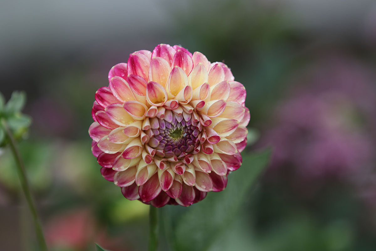 Dahlia 'Eureka' Tuber - perfect prolific cut flower