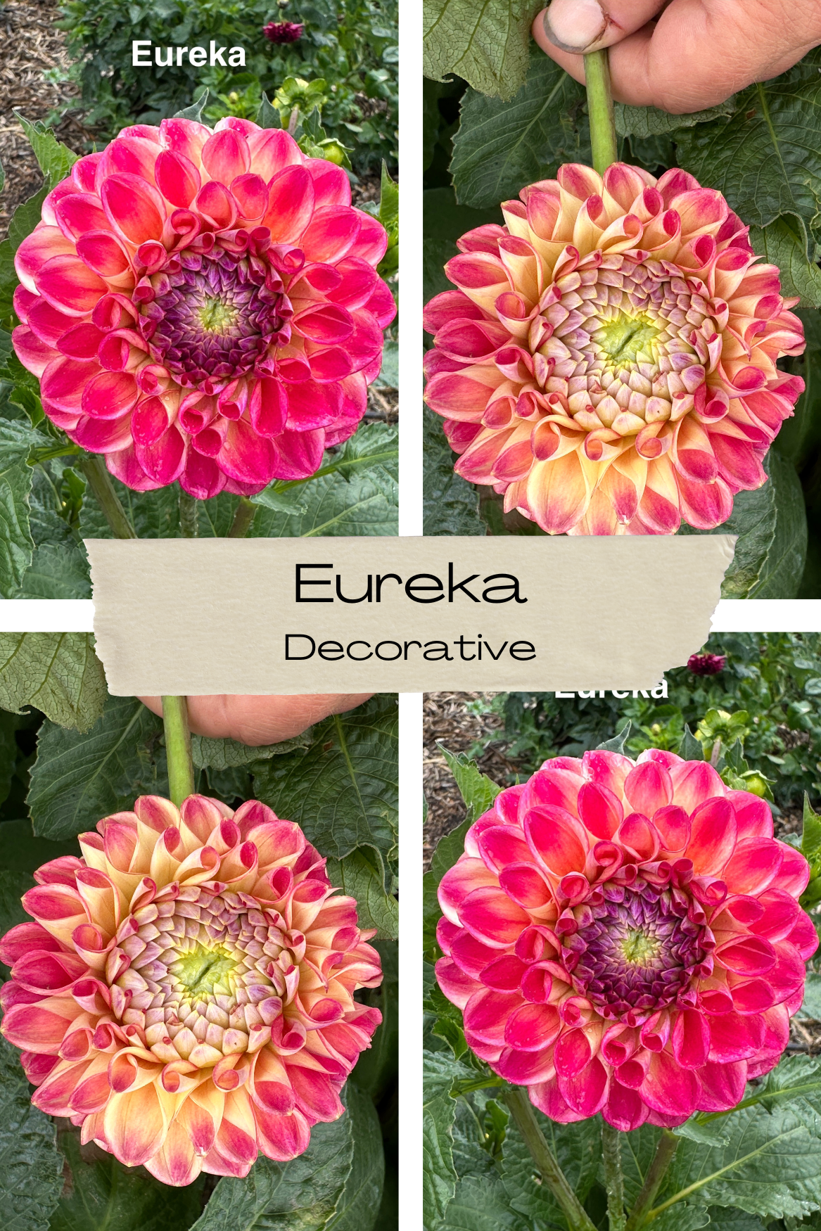 Dahlia 'Eureka' Tuber - perfect prolific cut flower