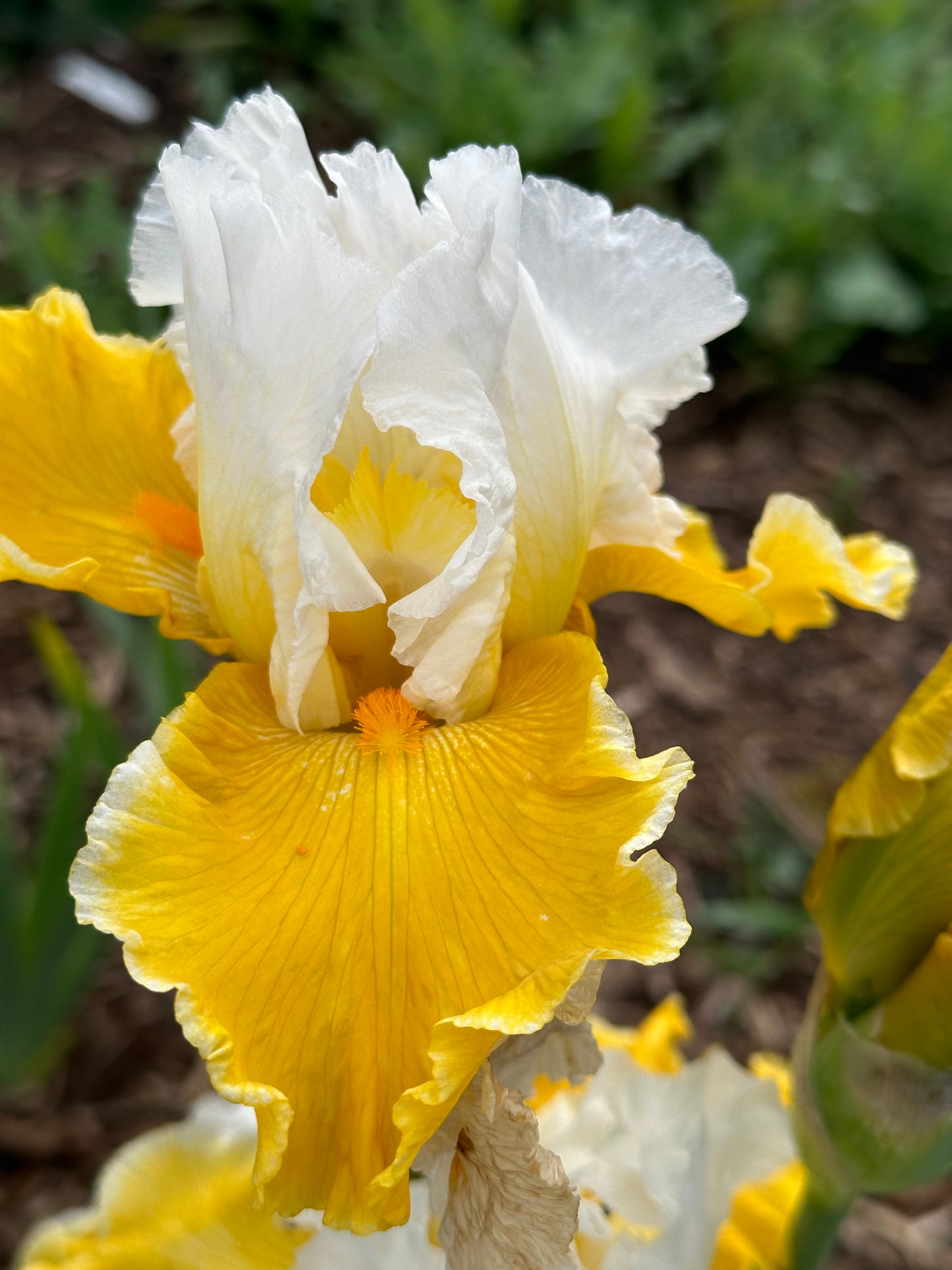 Polar Queen - Tall bearded iris