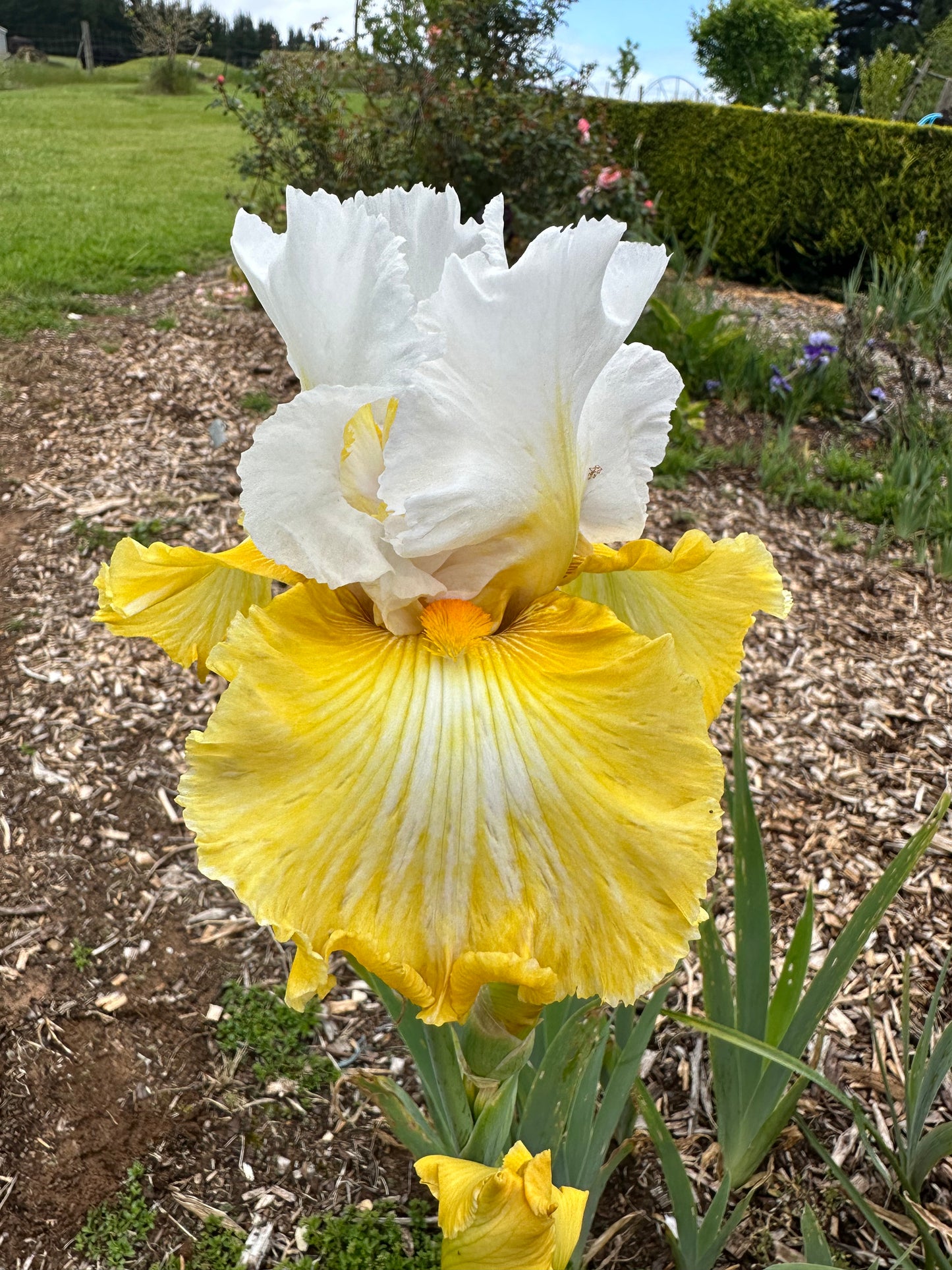 Certain Magic - Tall bearded iris