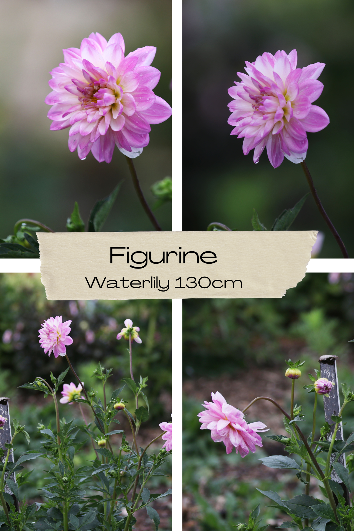 Dahlia 'Figurine' Tuber