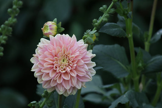 Dahlia 'Floralie Kindness' Tuber