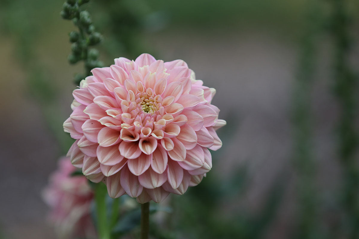 Dahlia 'Floralie Kindness' Tuber