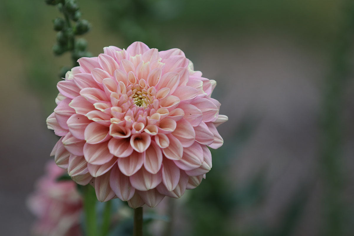 Dahlia 'Floralie Kindness' Tuber