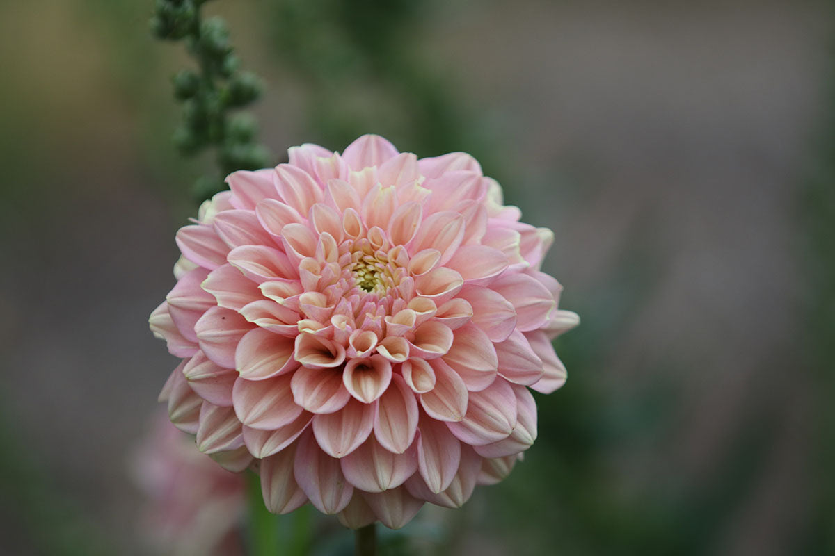 Dahlia 'Floralie Kindness' Tuber