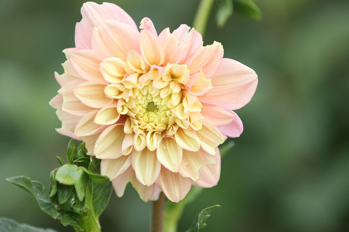 Dahlia 'Floralie Kindness' Tuber