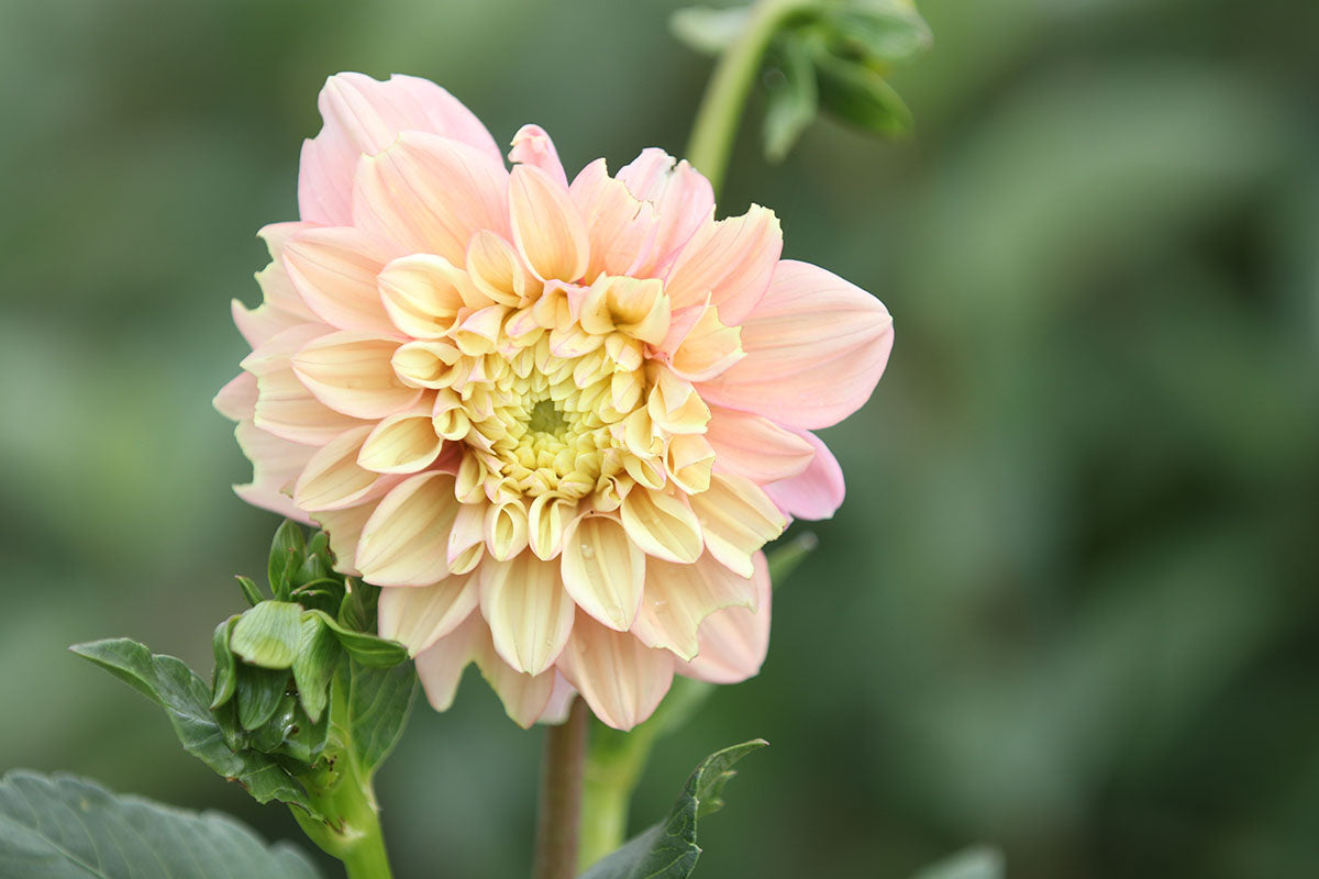 Dahlia 'Floralie Kindness' Tuber