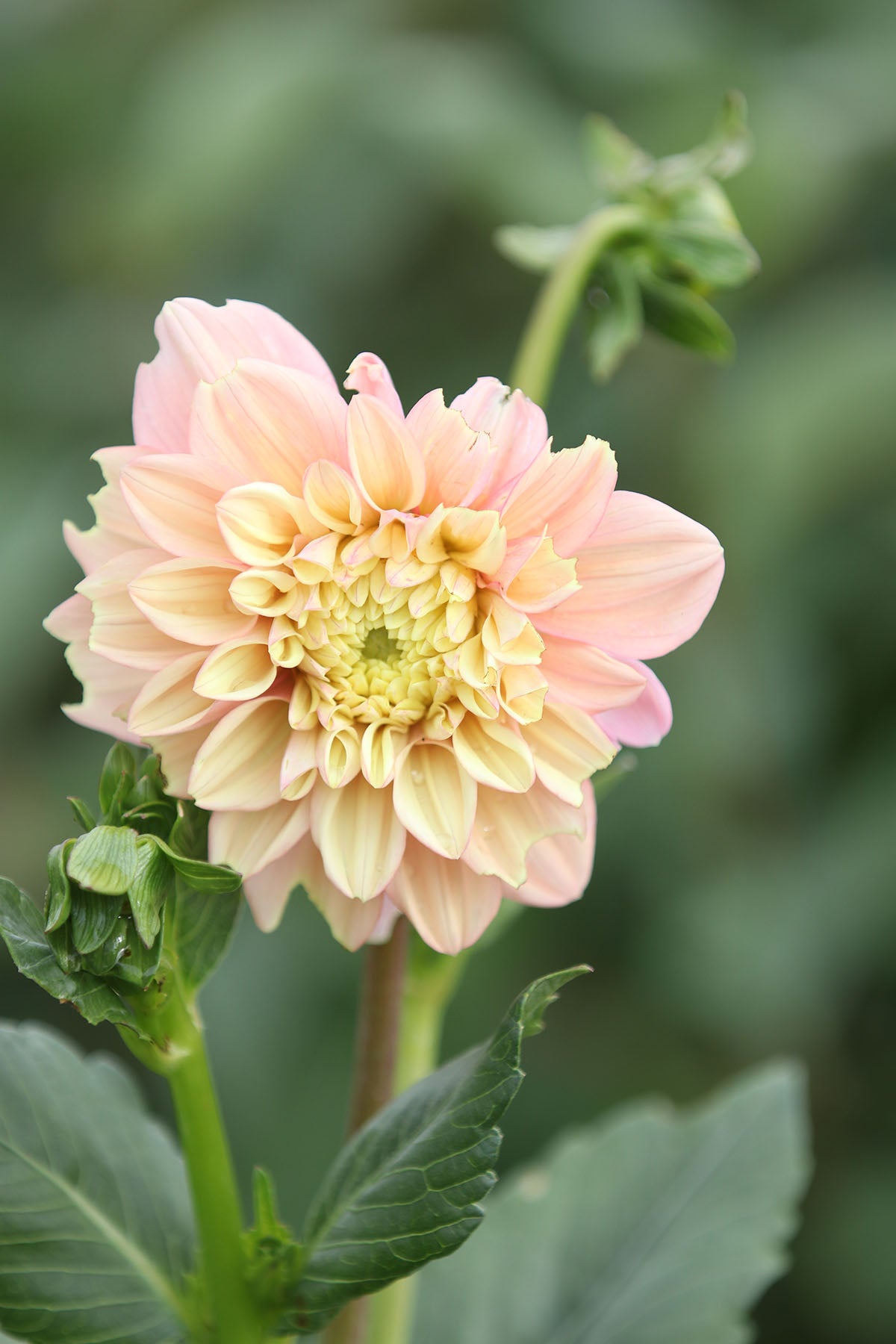 Dahlia 'Floralie Kindness' Tuber