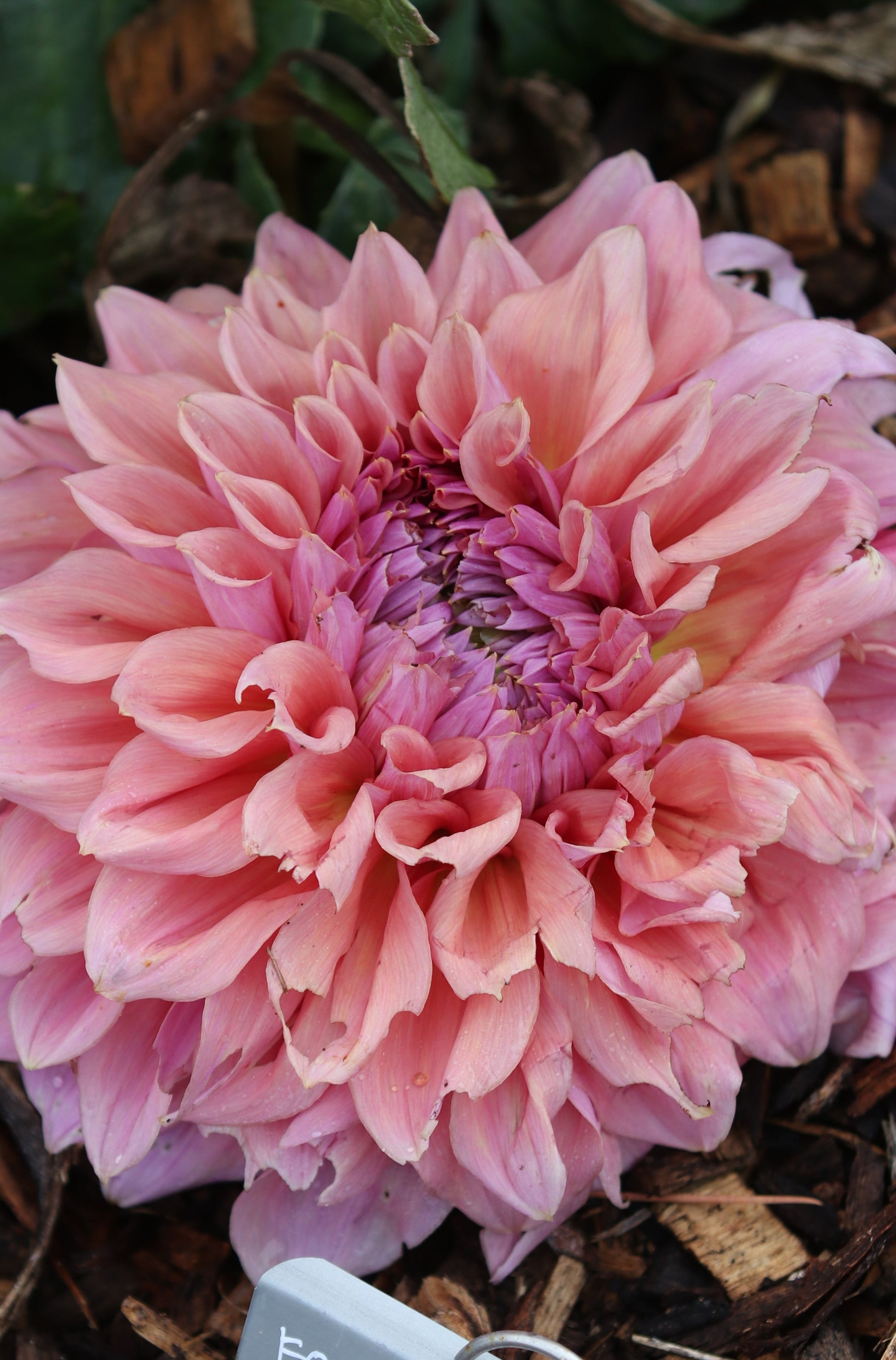 Dahlia 'Formby Monarch' Tuber