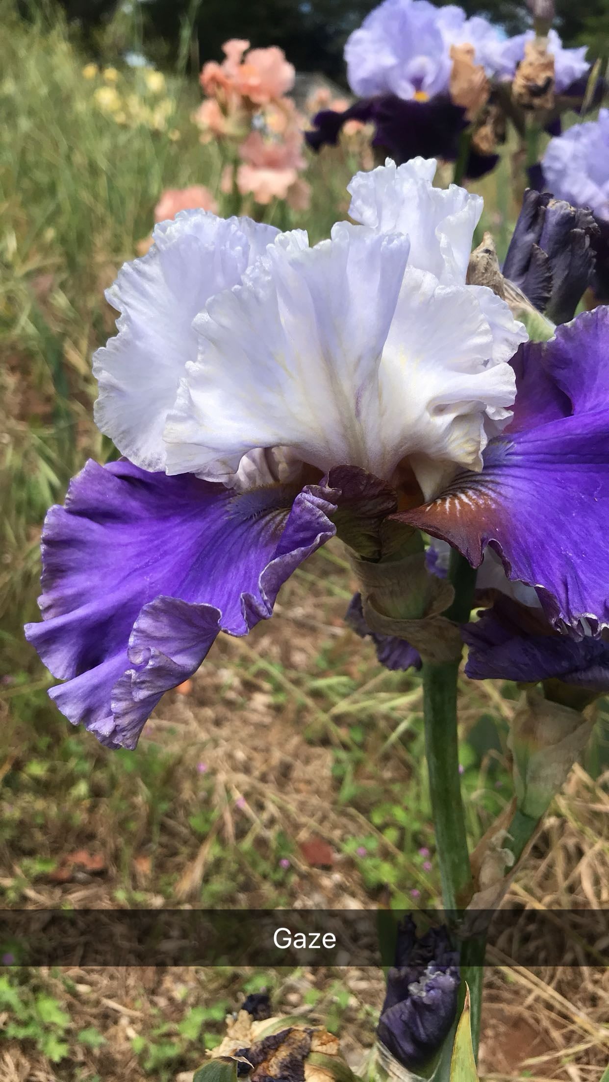 Gaze - Tall bearded iris