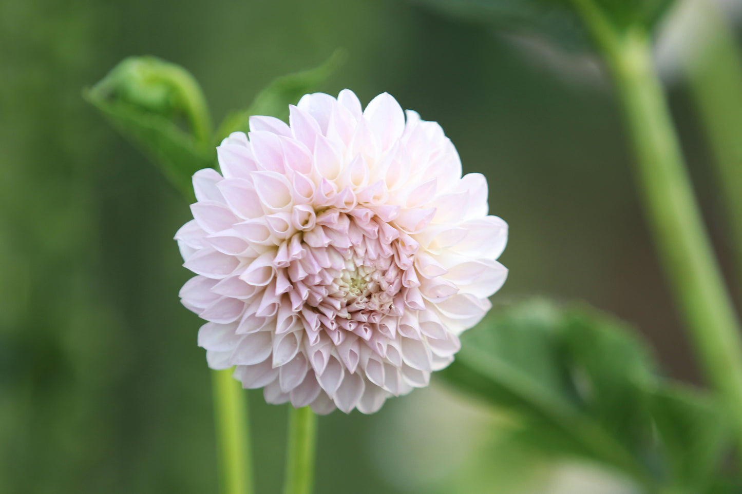 Dahlia 'Glenmarc Divine'