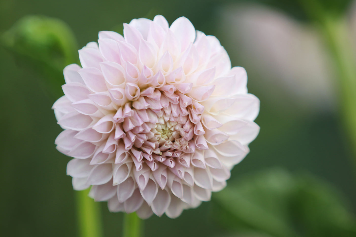 Dahlia 'Glenmarc Divine'