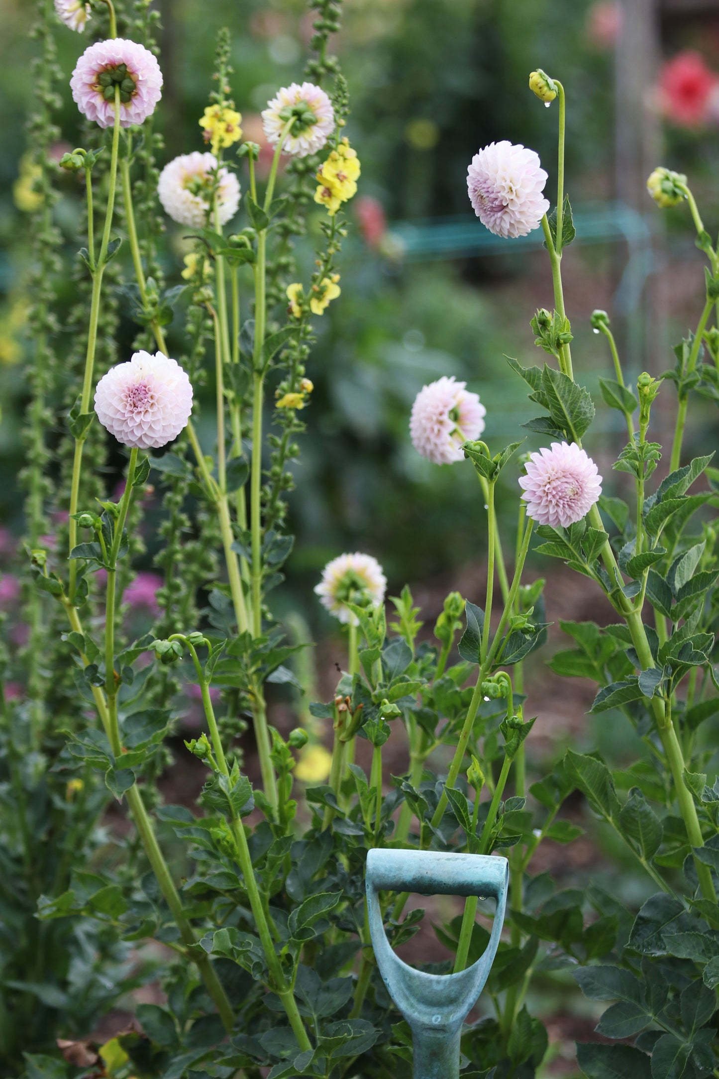 Dahlia 'Glenmarc Divine'