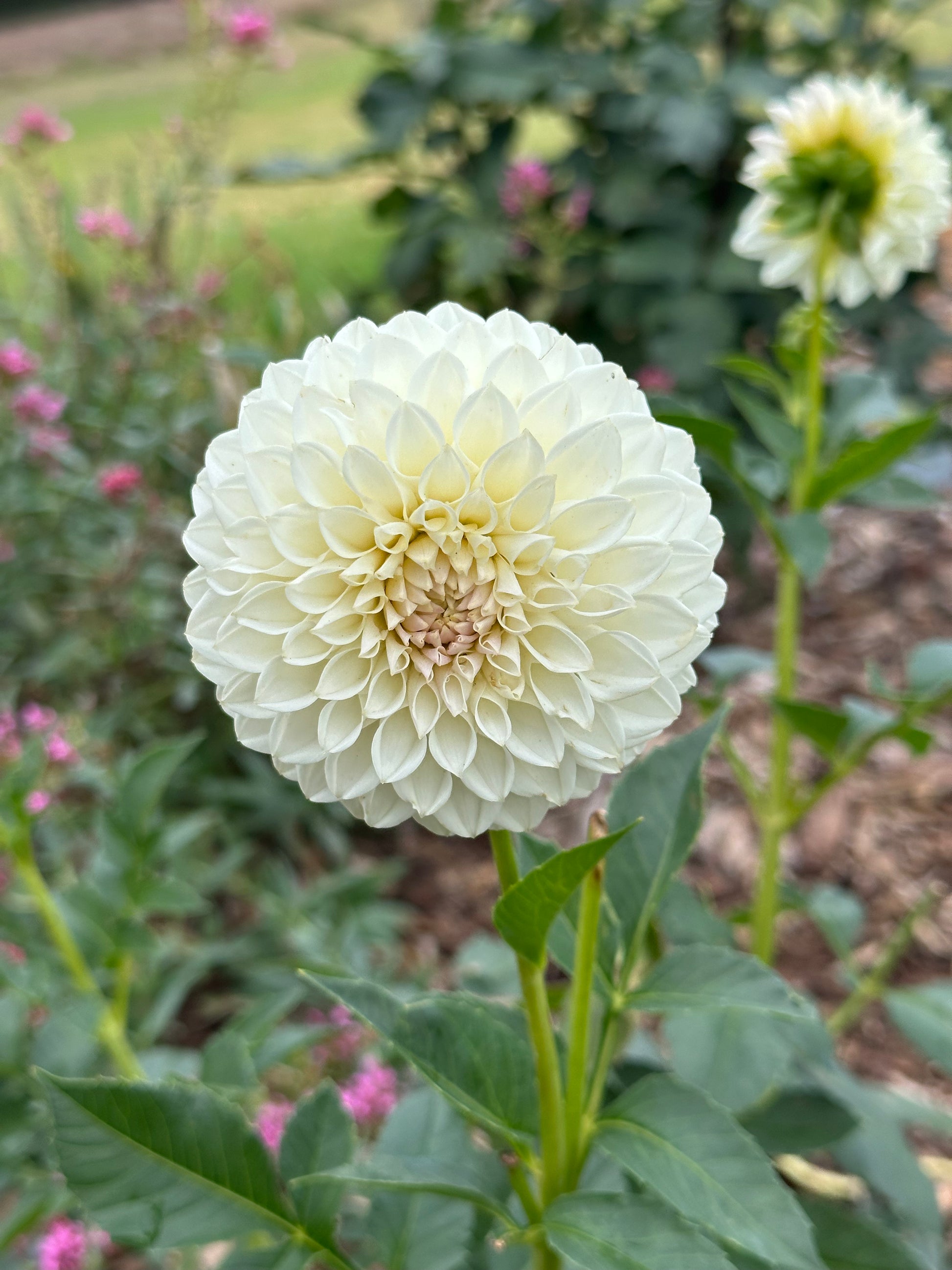 Dahlia 'Glenmarc Francis' Tuber