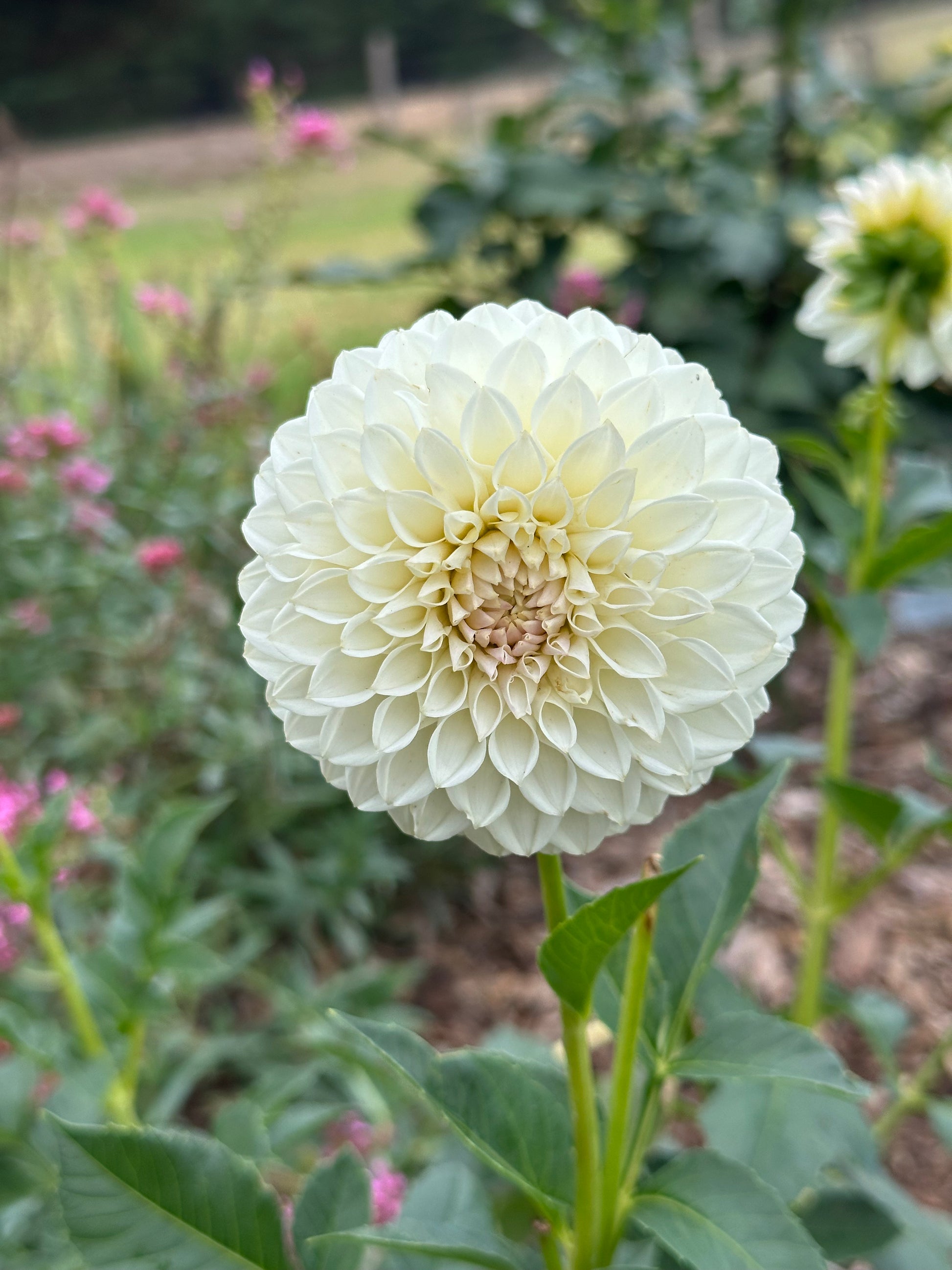Dahlia 'Glenmarc Francis' Tuber
