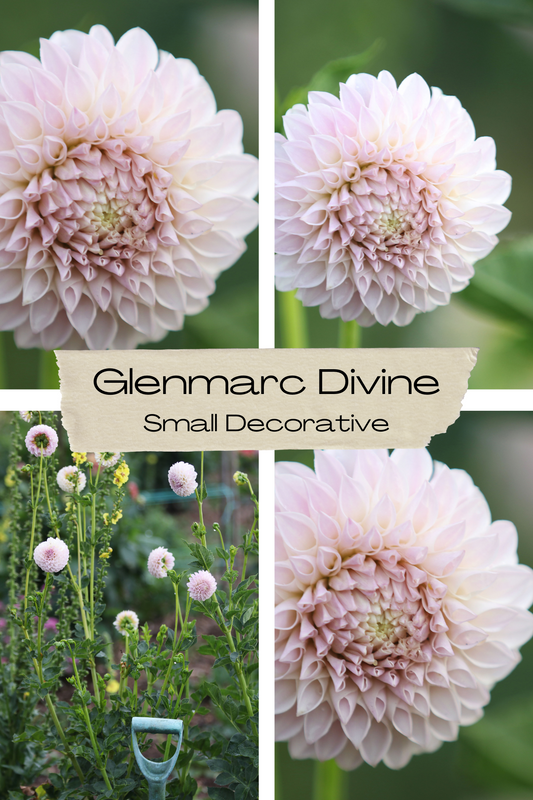 Dahlia 'Glenmarc Divine'