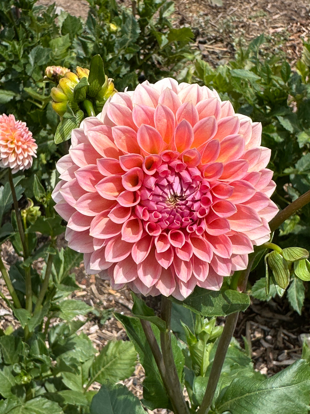 Dahlia 'Hillier Tanunda' Tuber