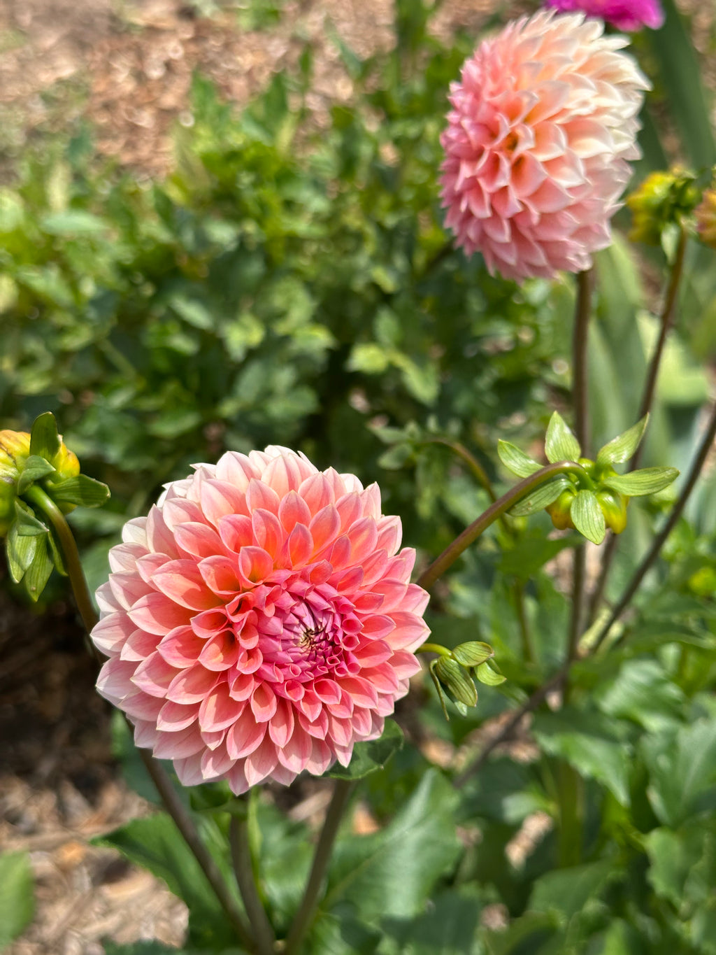 Dahlia 'Hillier Tanunda' Tuber