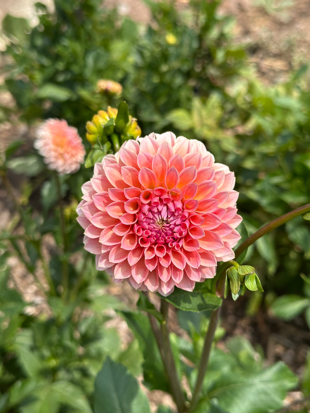 Dahlia 'Hillier Tanunda' Tuber