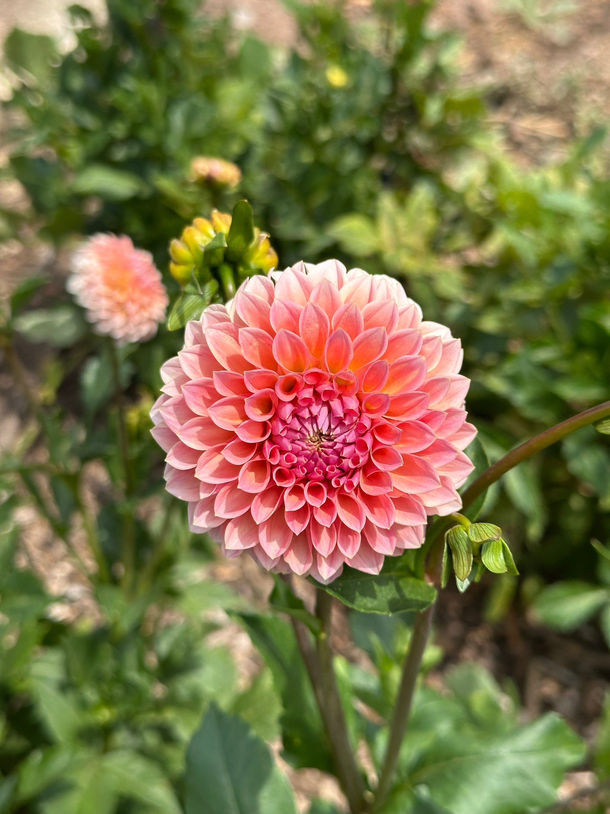 Dahlia 'Hillier Tanunda' Tuber