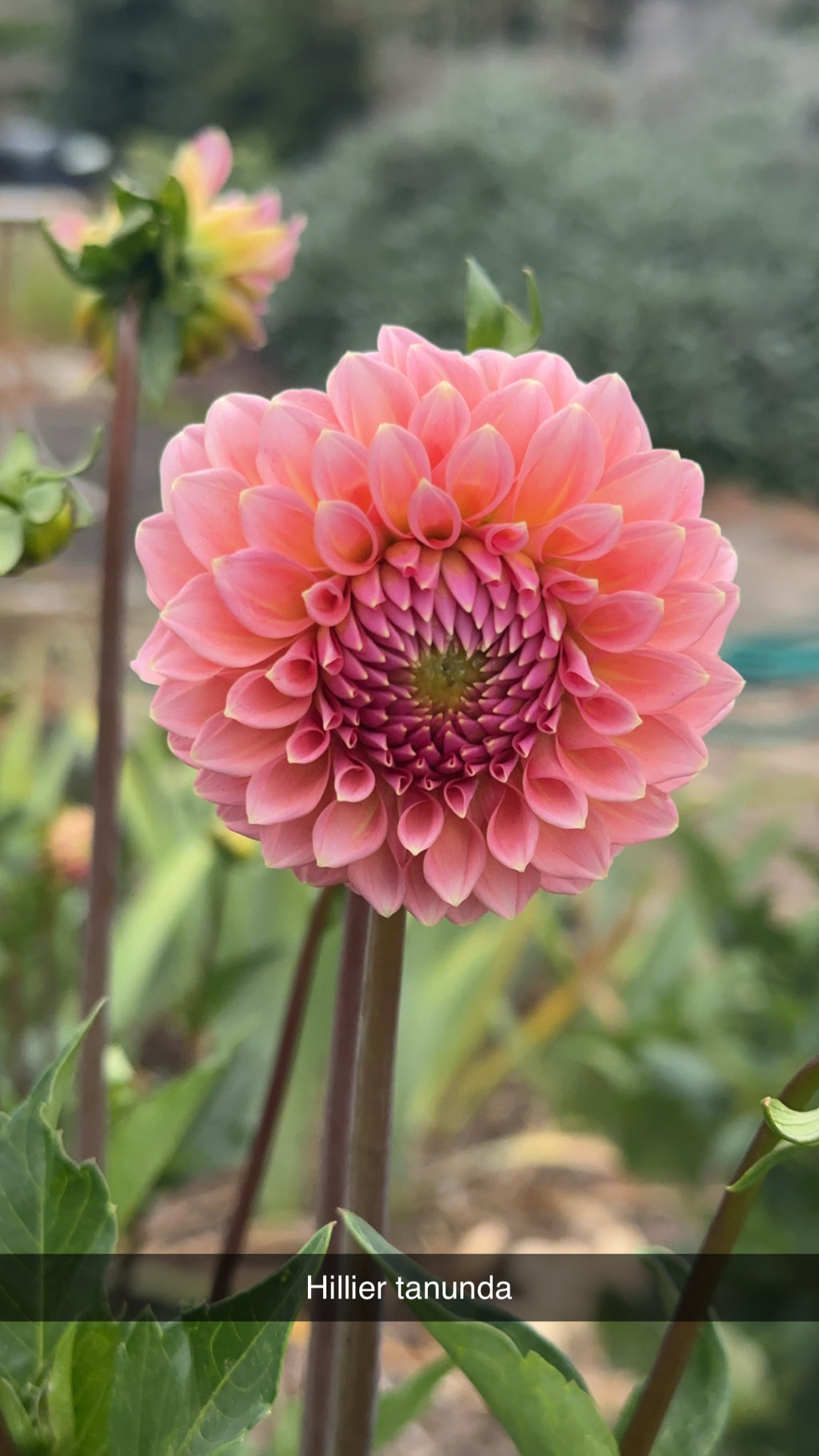 Dahlia 'Hillier Tanunda' Tuber