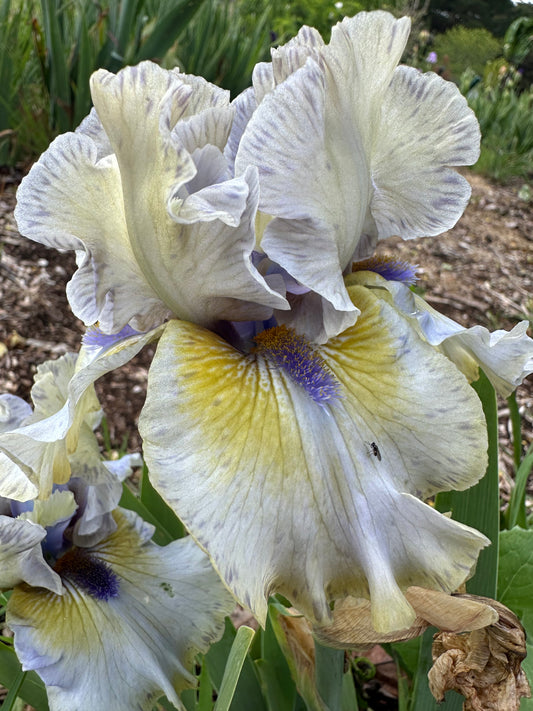 Unknown Name 7 - short bearded iris