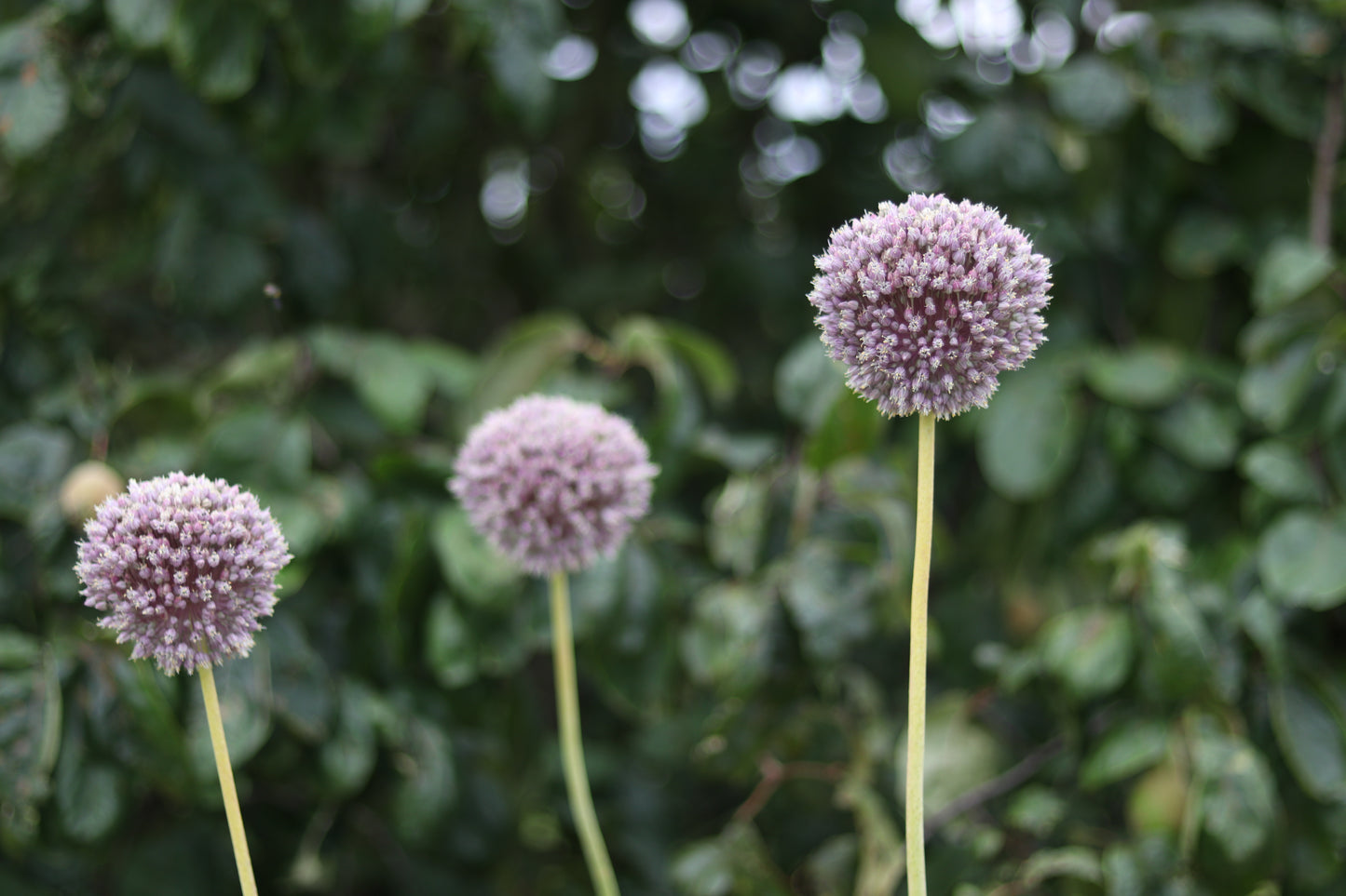 Allium - Giant - 10 for $10