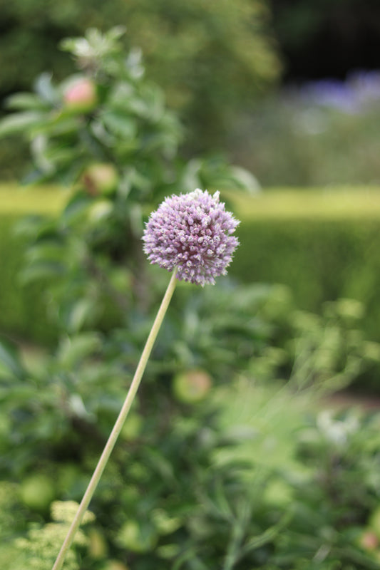 Allium - Giant - 10 for $10