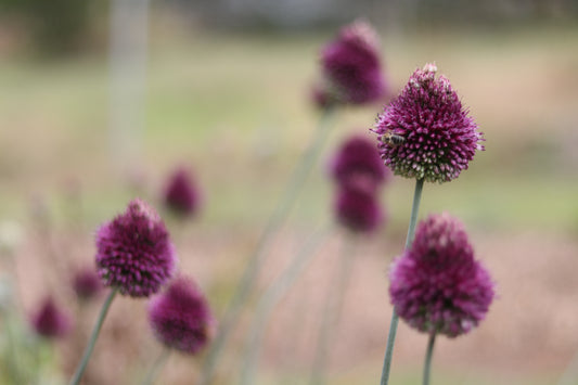 Allium drumstick 10 for $10