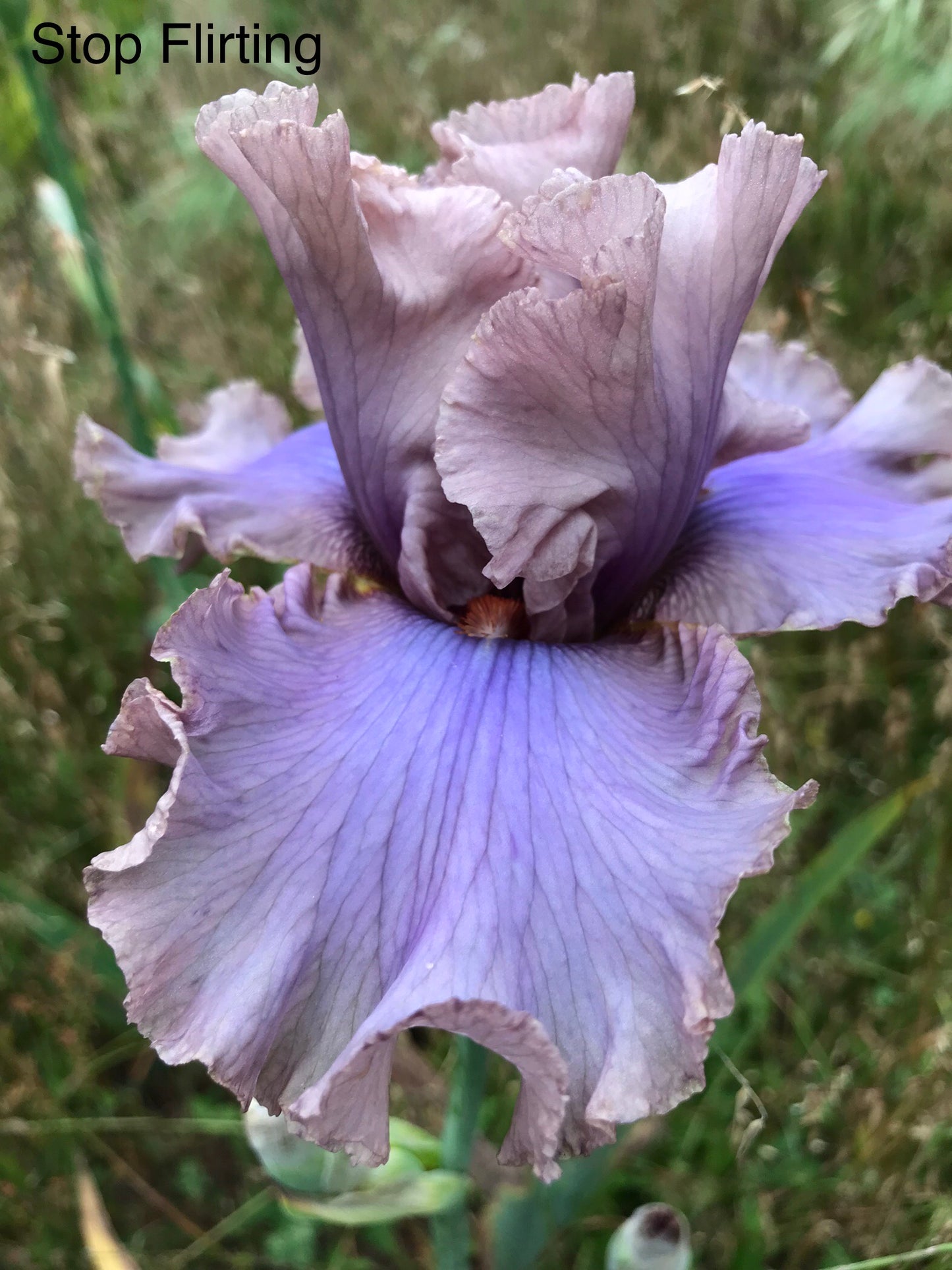 Stop Flirting - Tall bearded iris