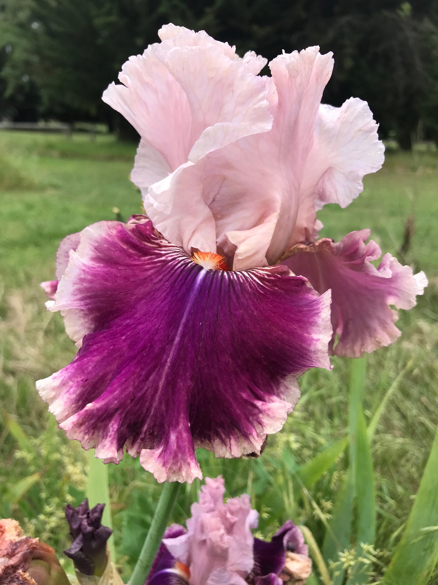 Oxford Countess - Tall Bearded Iris