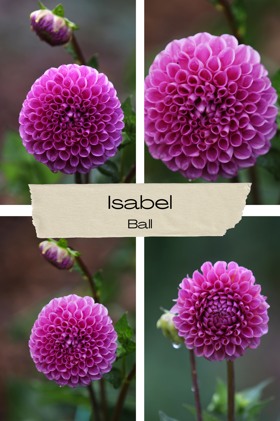 Dahlia 'Isabel' Tuber